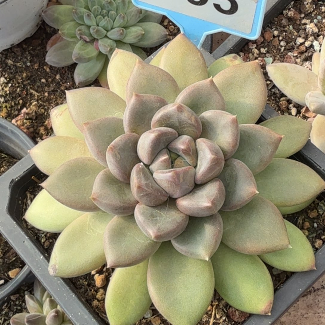 红象牙一物一拍095