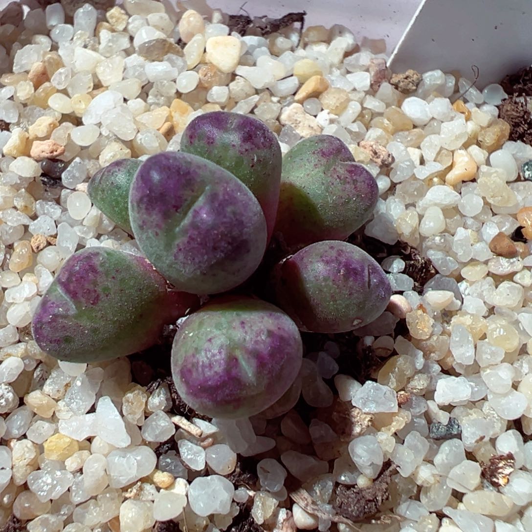 1203-492多肉多肉