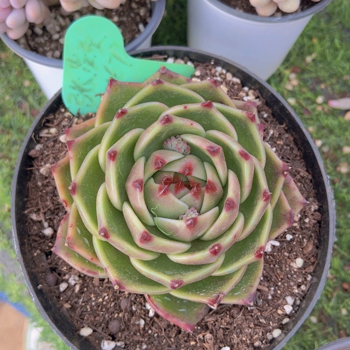 健健康康平平安安