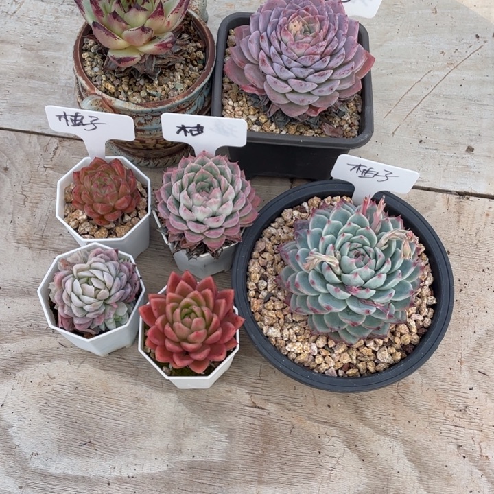 多肉柚子恩宠乌木