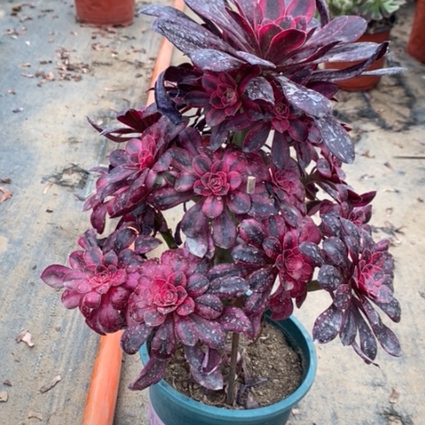 香奈儿多肉植物110