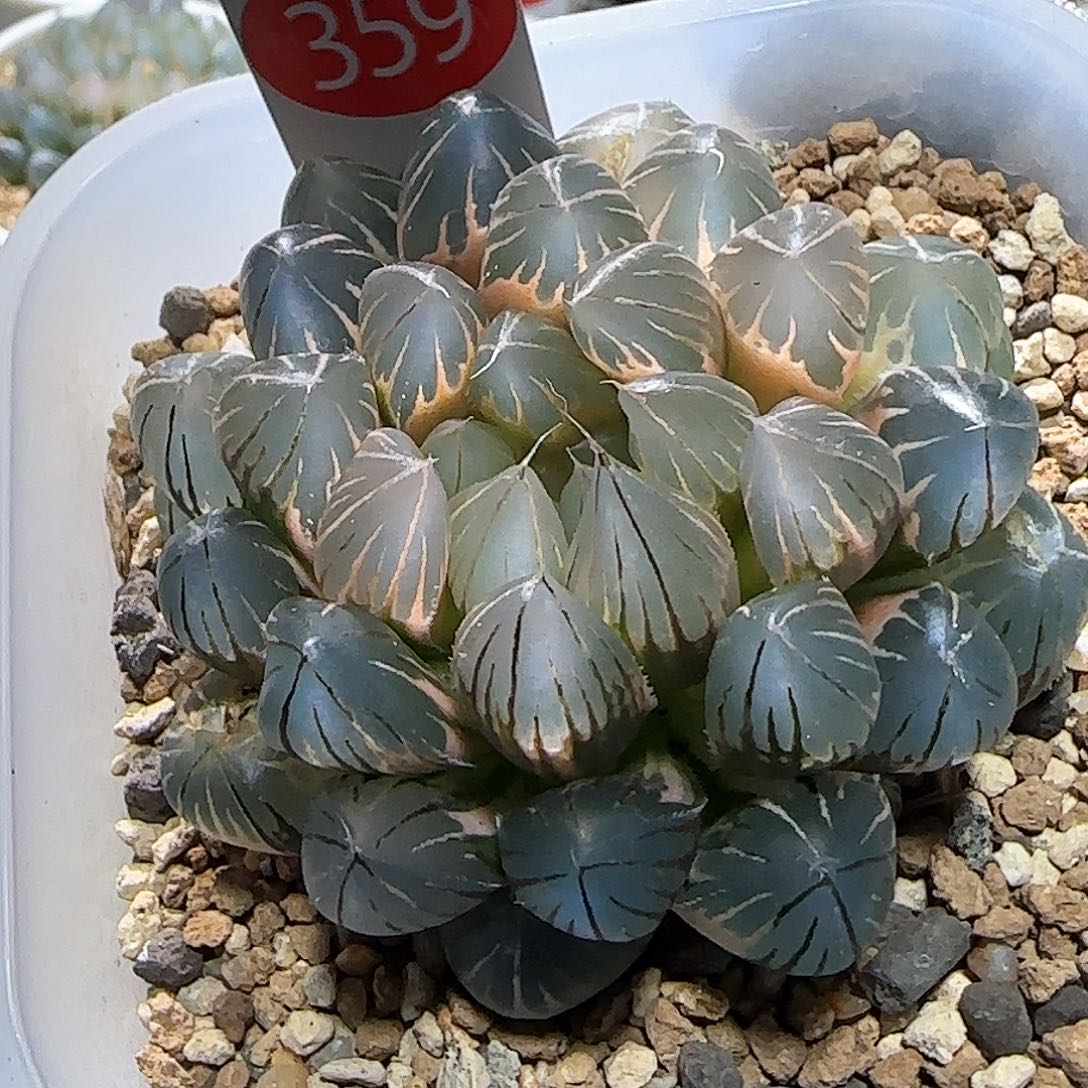 359号糊斑霓虹灯 6.5 厘米左右一物一拍带盆发货