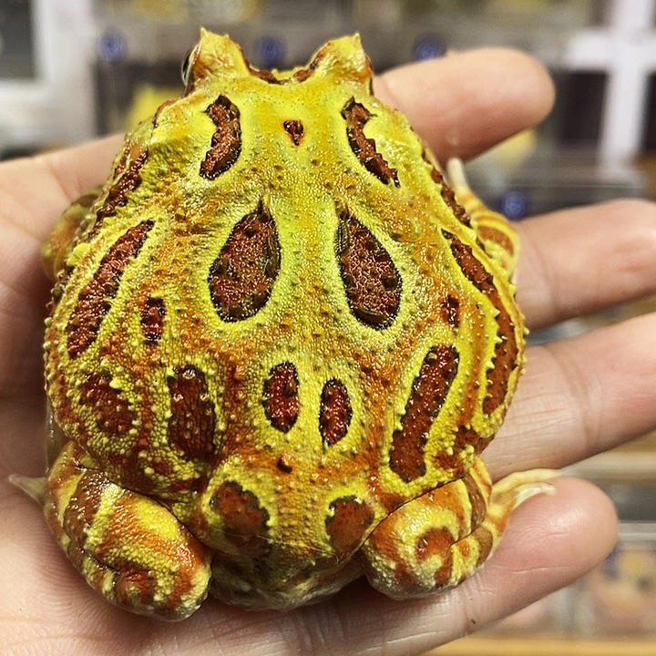 松***照角蛙149号原色角蛙