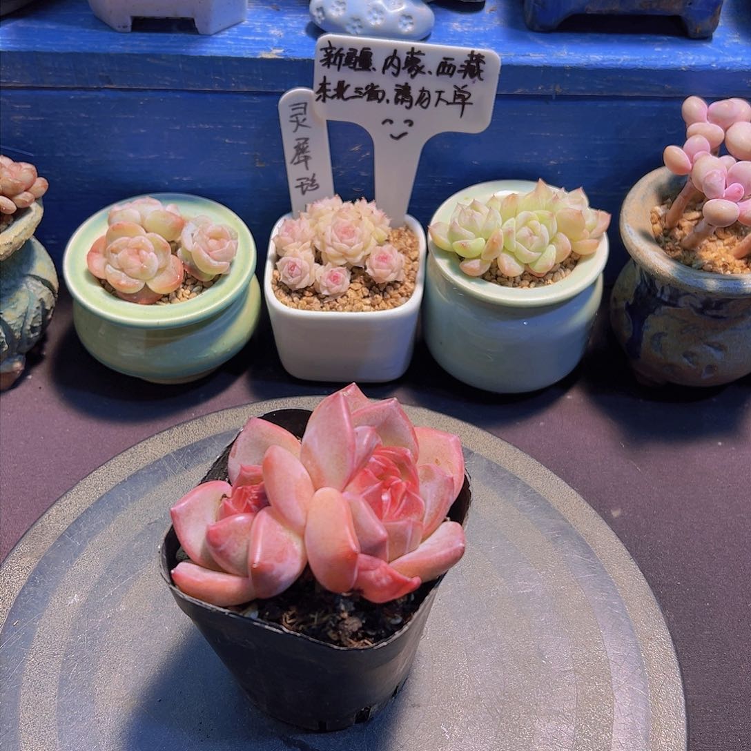 ?***?新品，多肉植物，
