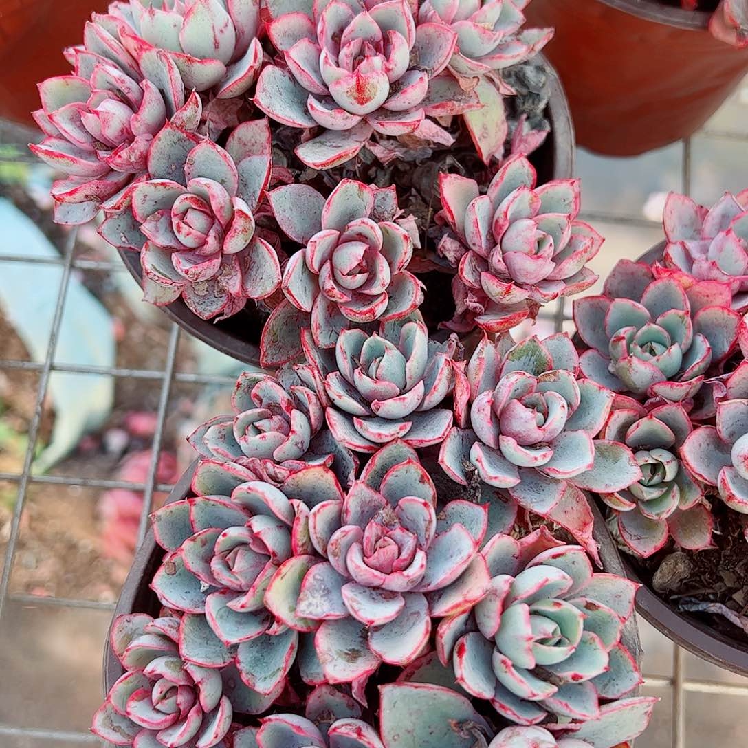 小叶赫拉多头造型精品