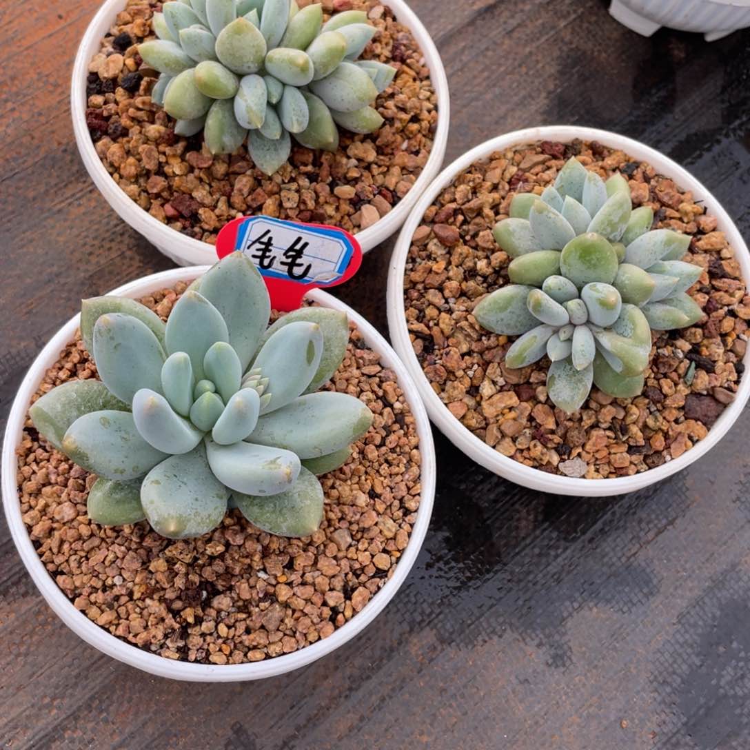 毛****9姐姐说她真的有男朋友没