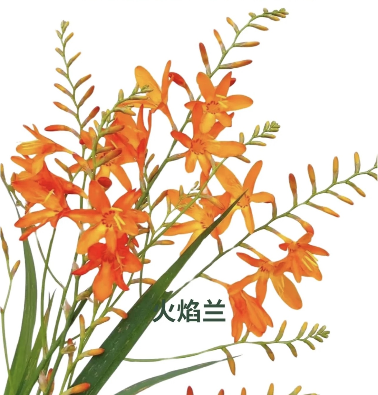 火焰兰 热带火凤凰 云南基地现采现发 顺丰包邮