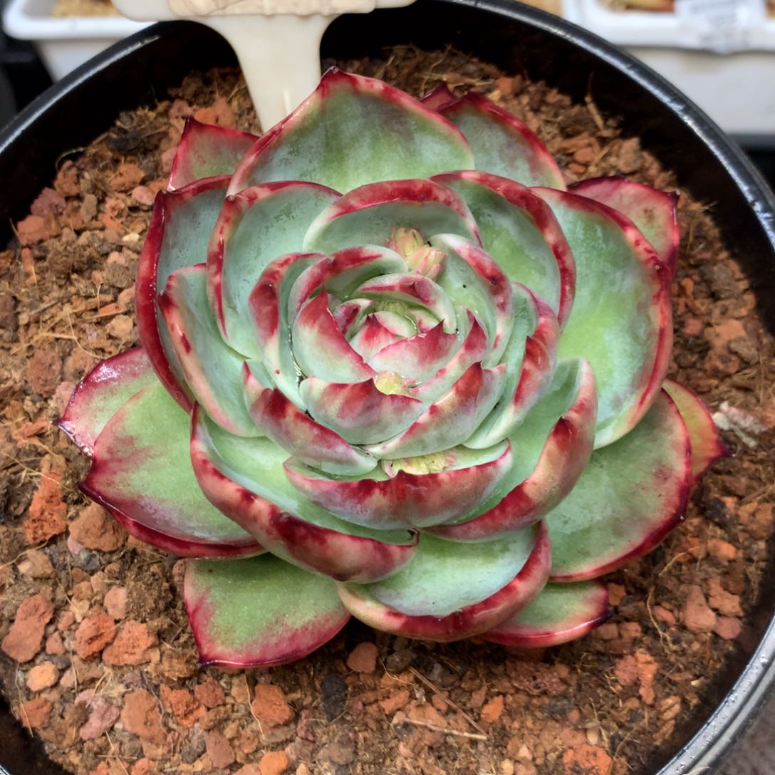 469惊鸿花脸宽叶拉丝外翻尺寸11。多肉植物