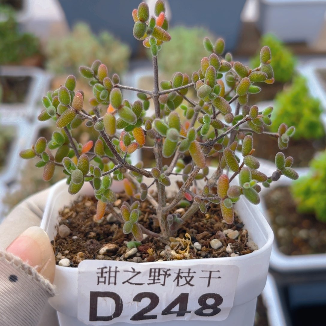 实生老桩蜜叶248。    