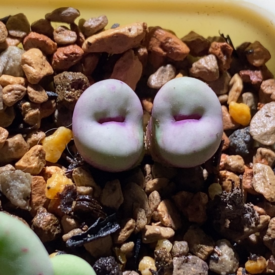 粉粉脸微笑唇贝特芬