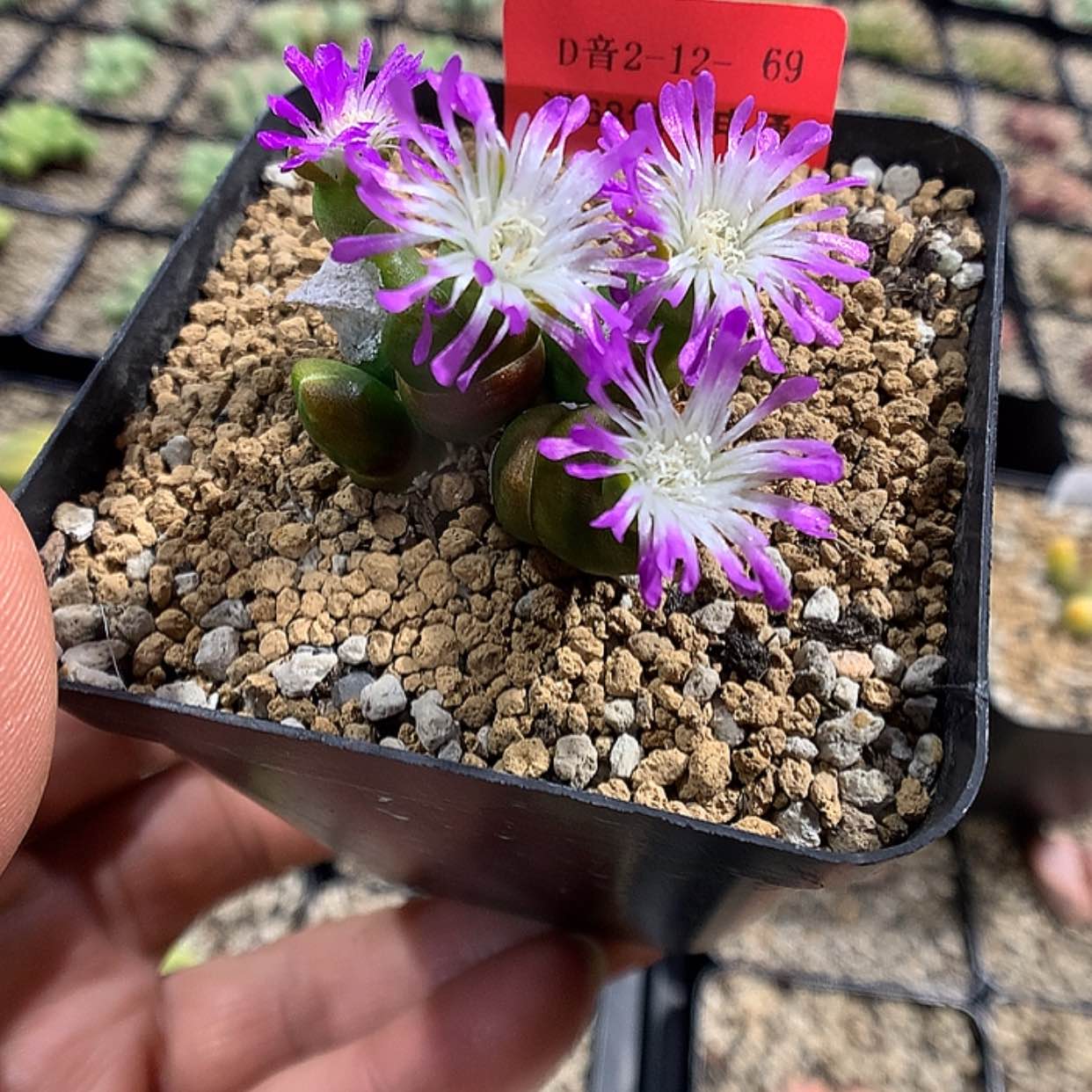 【闪购商品】2-12-69 胡桃玉 25