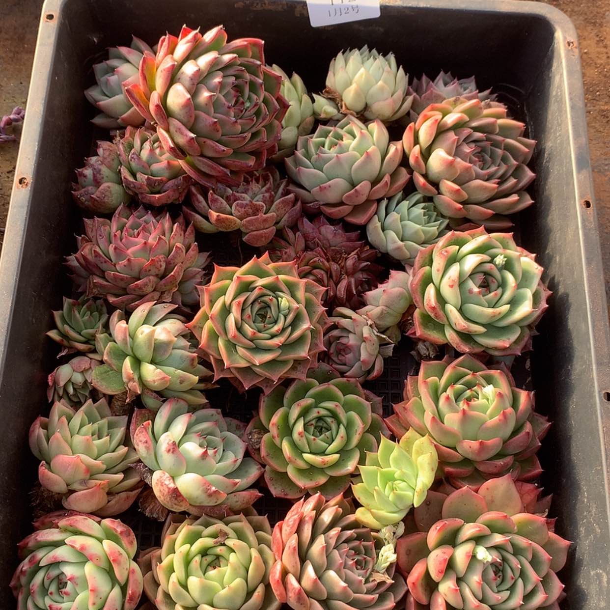 【闪购商品】云112号