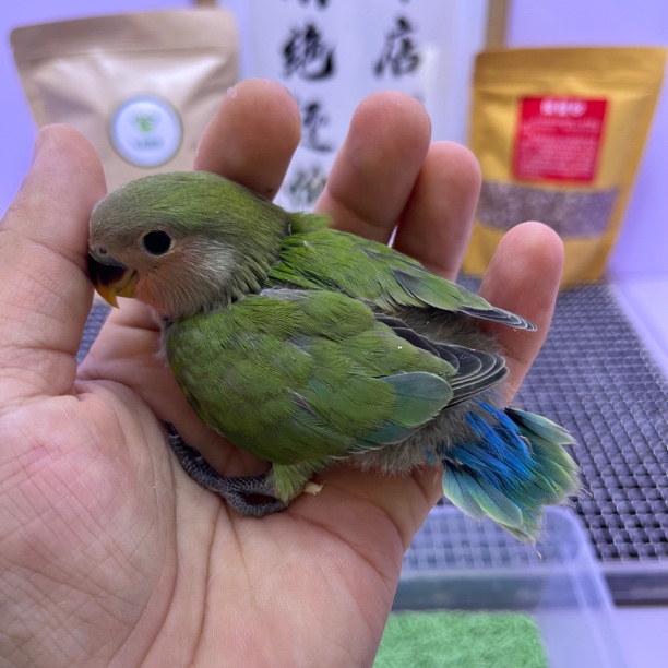 绿桃母K98915-牡丹鹦鹉
