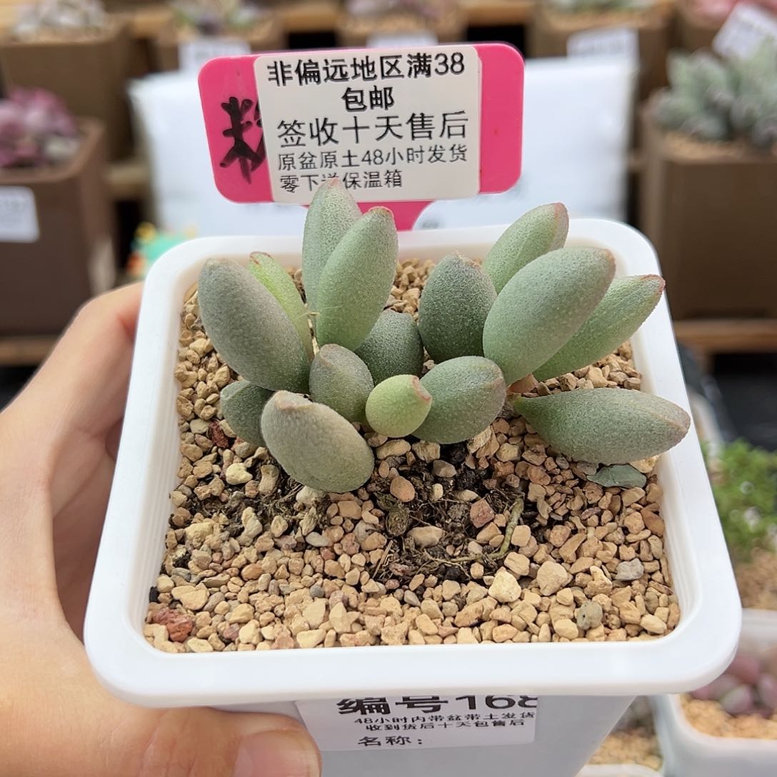 168哈密瓜多肉植物