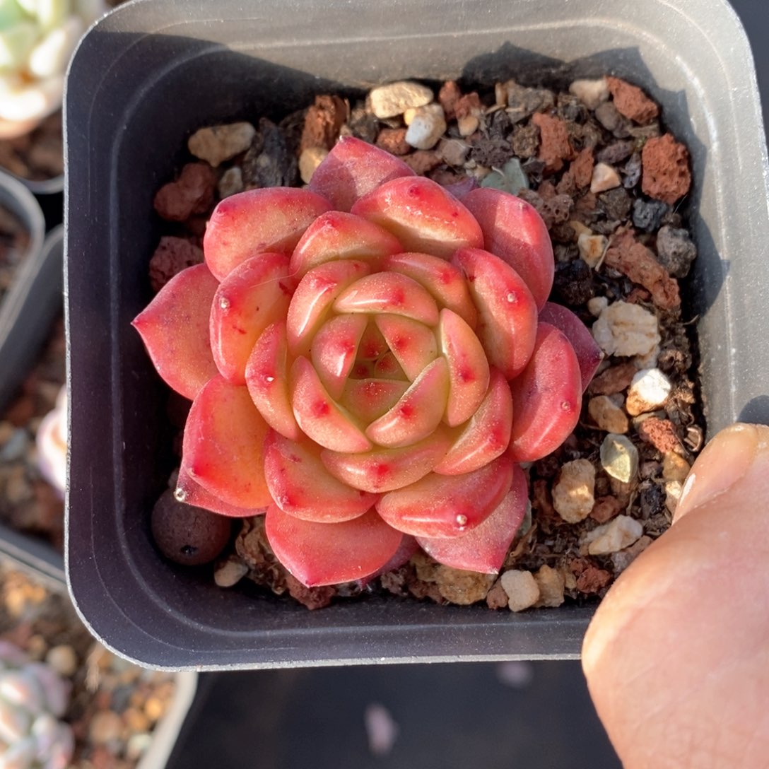 精品多肉一物一拍不包整94