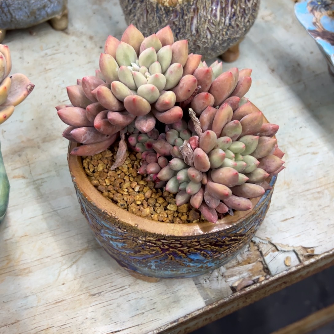 车厘子18 零零多肉植物