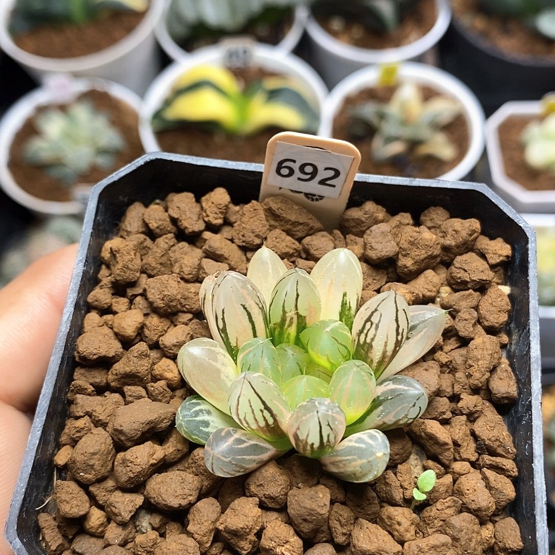 红陶692号霓虹灯玉露锦一物一拍