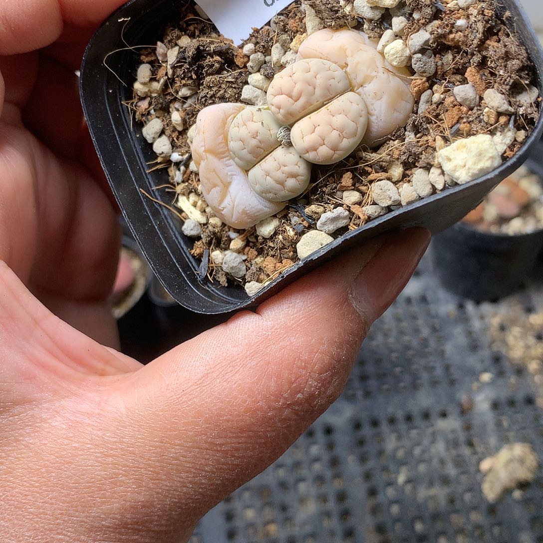 K328多肉植物保护研究所