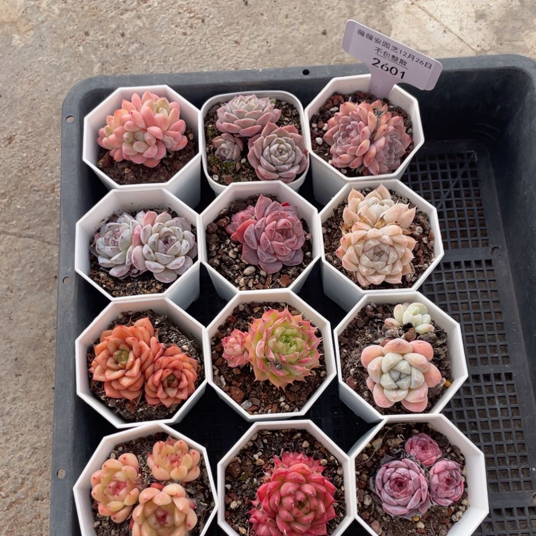 不包整散 盆子不售后2601