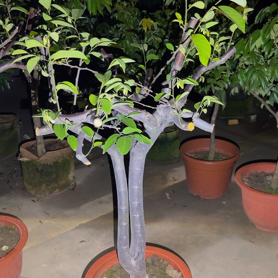 用***4完全开放果树果树11111