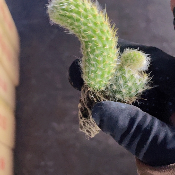 92精品九尾狐2颗一组