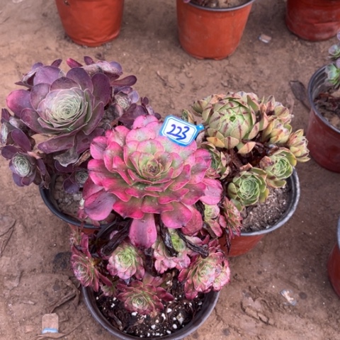 223多肉植物组合，