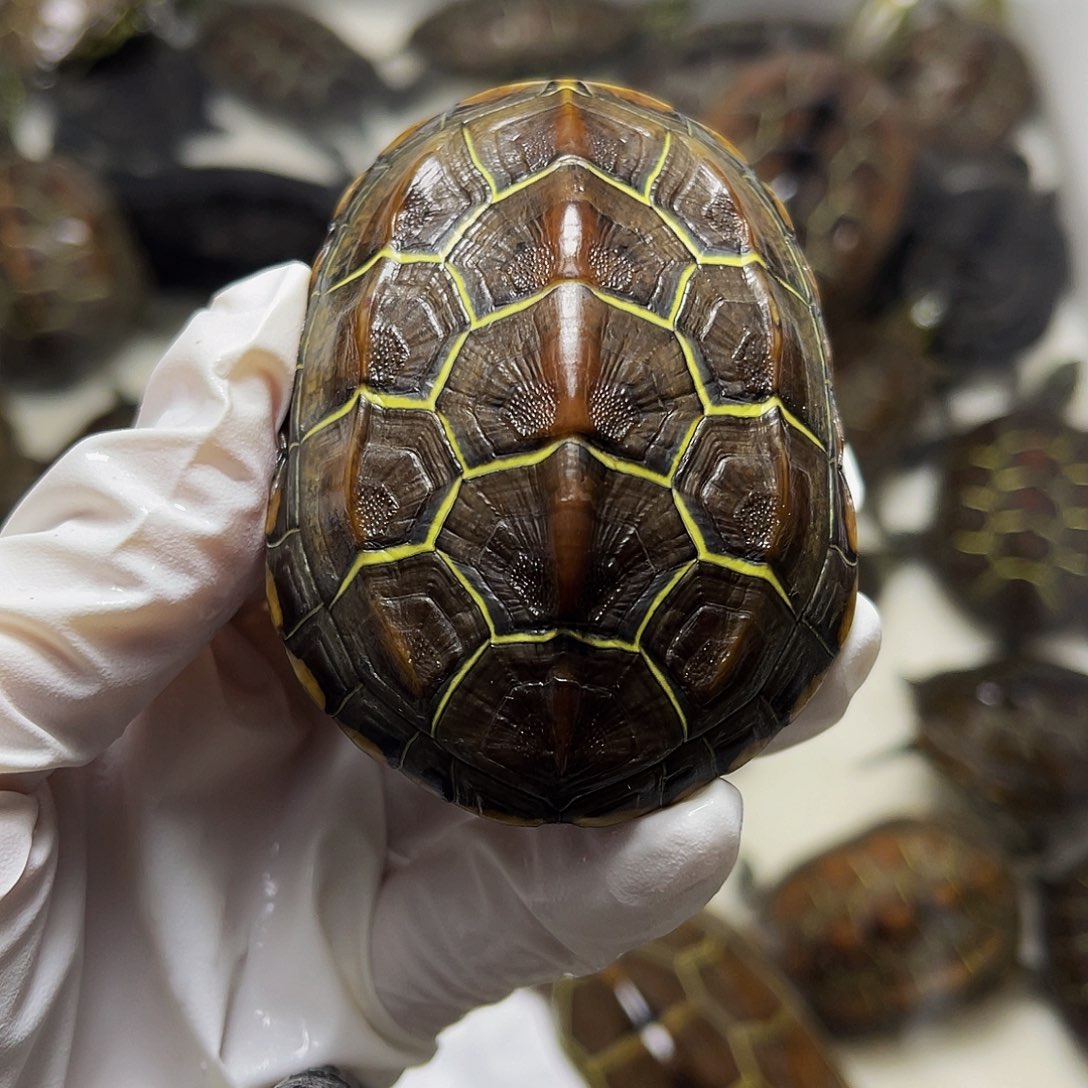 中华草龟母1237599