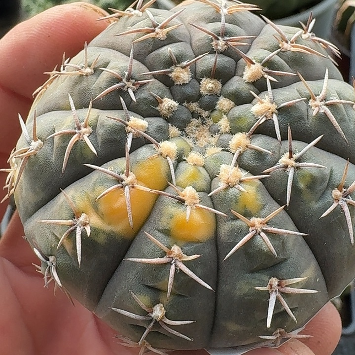 无花朵自根怪龙锦066