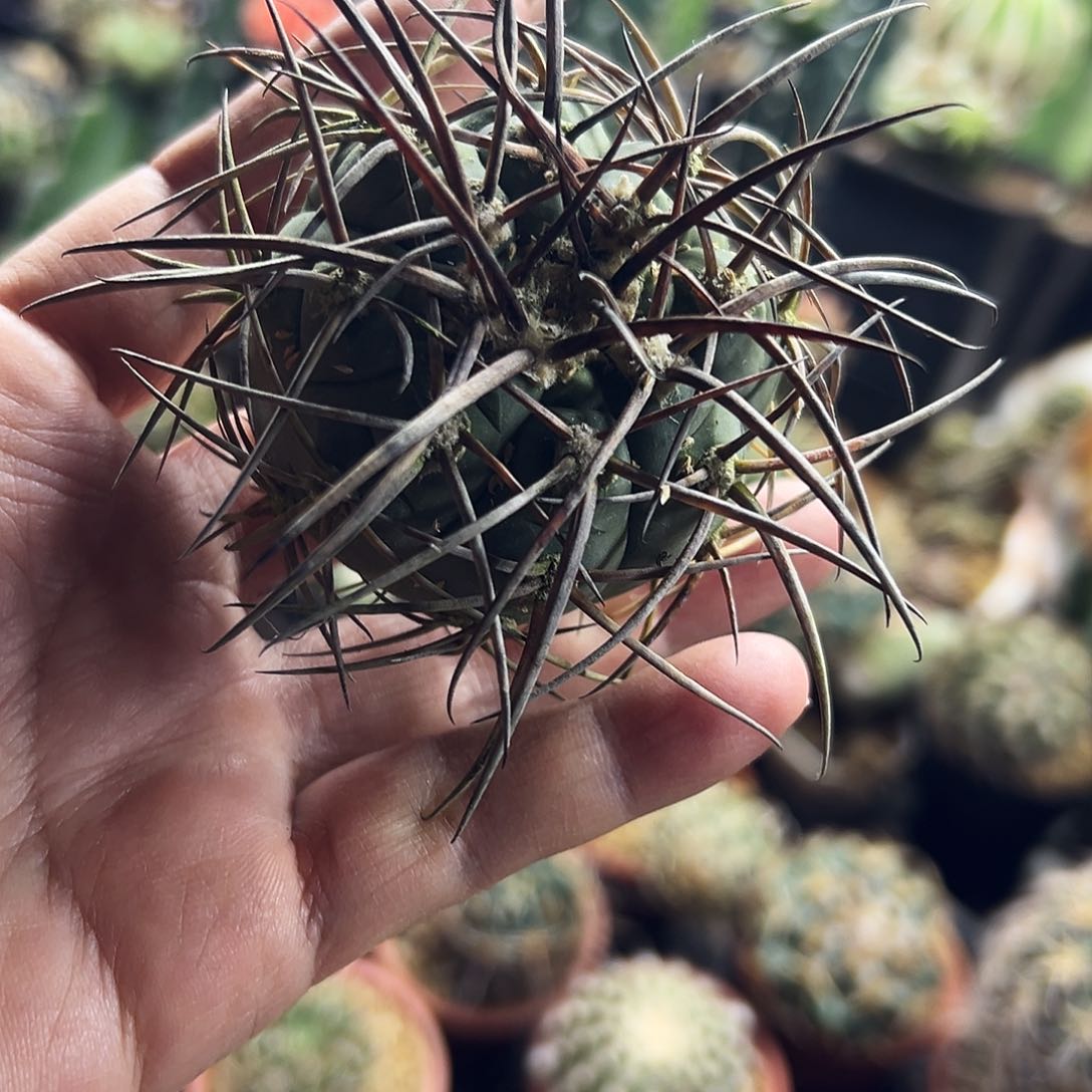 超刺天平仙人球1111111