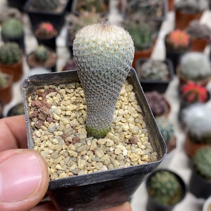 实生月世界特价福利
