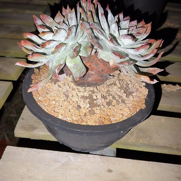 蘑***包牡丹苹果叶仙女杯多肉植物