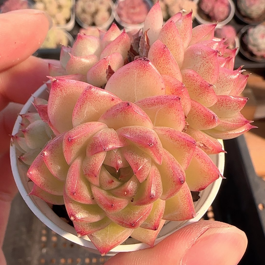 多肉1207-273优选麦秆群