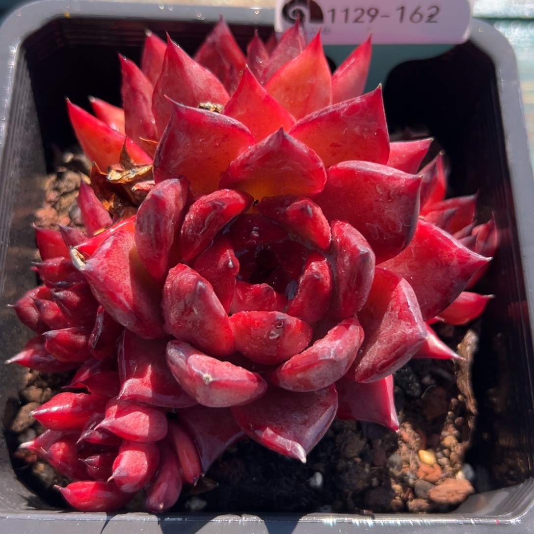 从前慢花园多肉编号1129-162