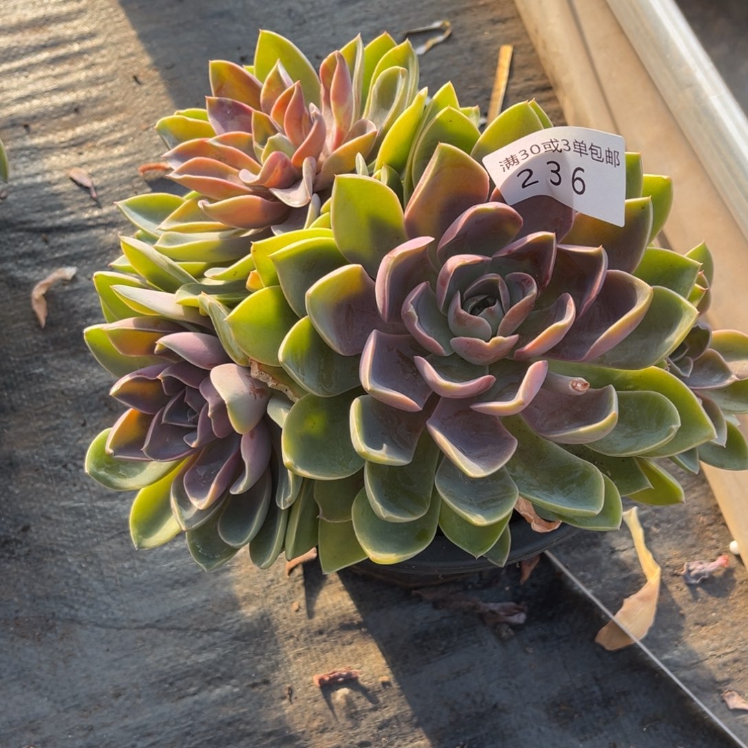 岁***声236紫气东来多肉植物……