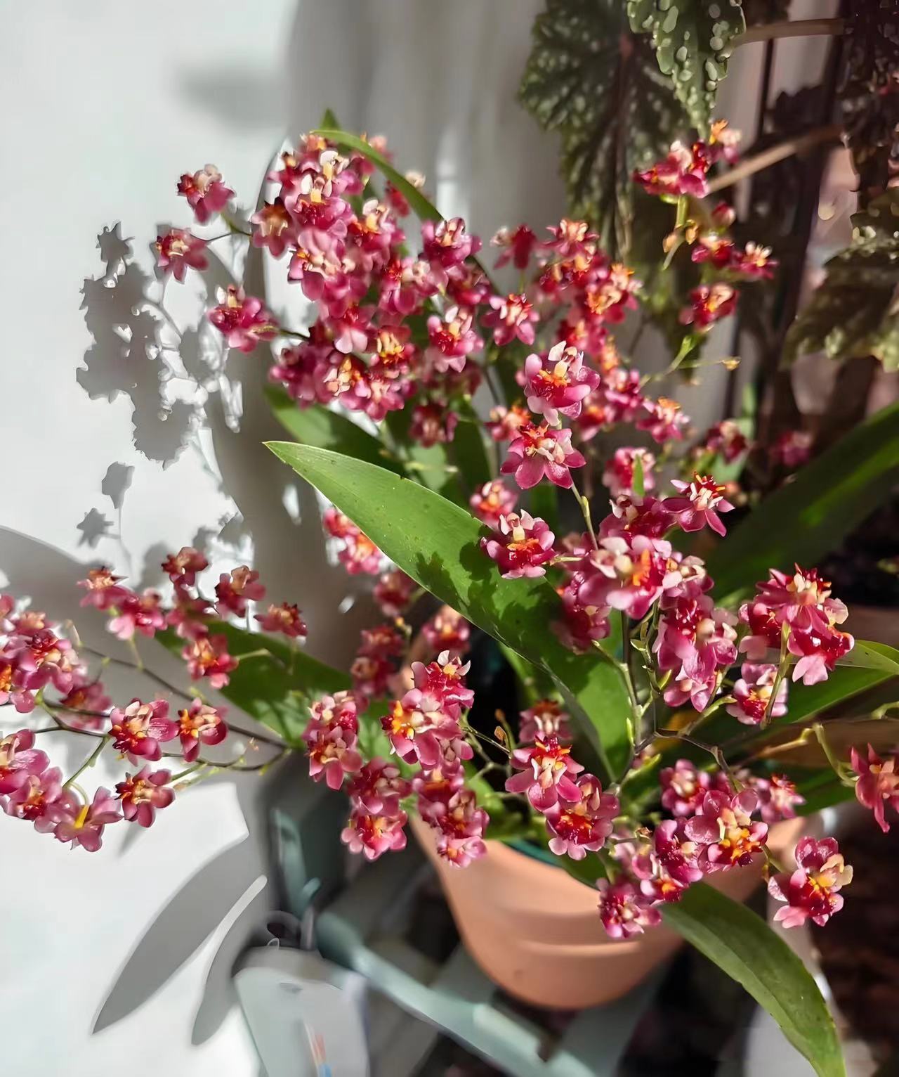  梦香兰【满堂红】7-9花剑以上 开花带香味  新手好养护