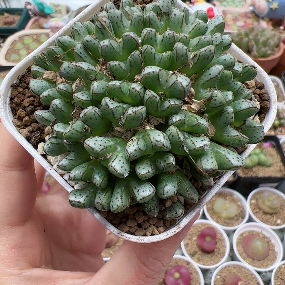 【闪购商品】130 带盆