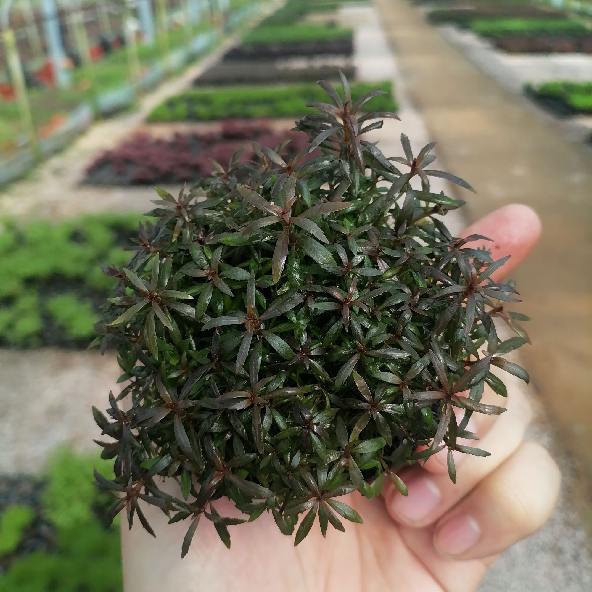 【紫百叶】 新手懒人水草坨草中后景鱼缸造景无需种植入水成景