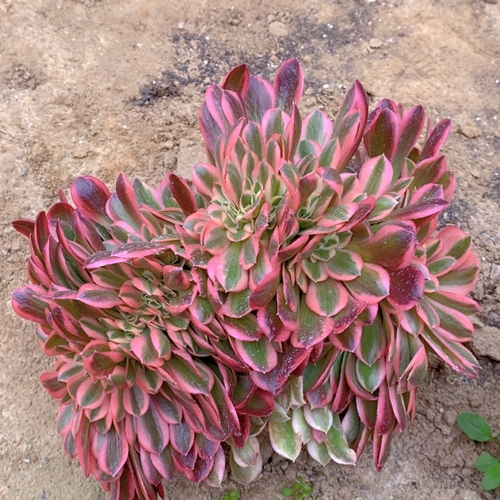 粉女巫缀化多肉1111