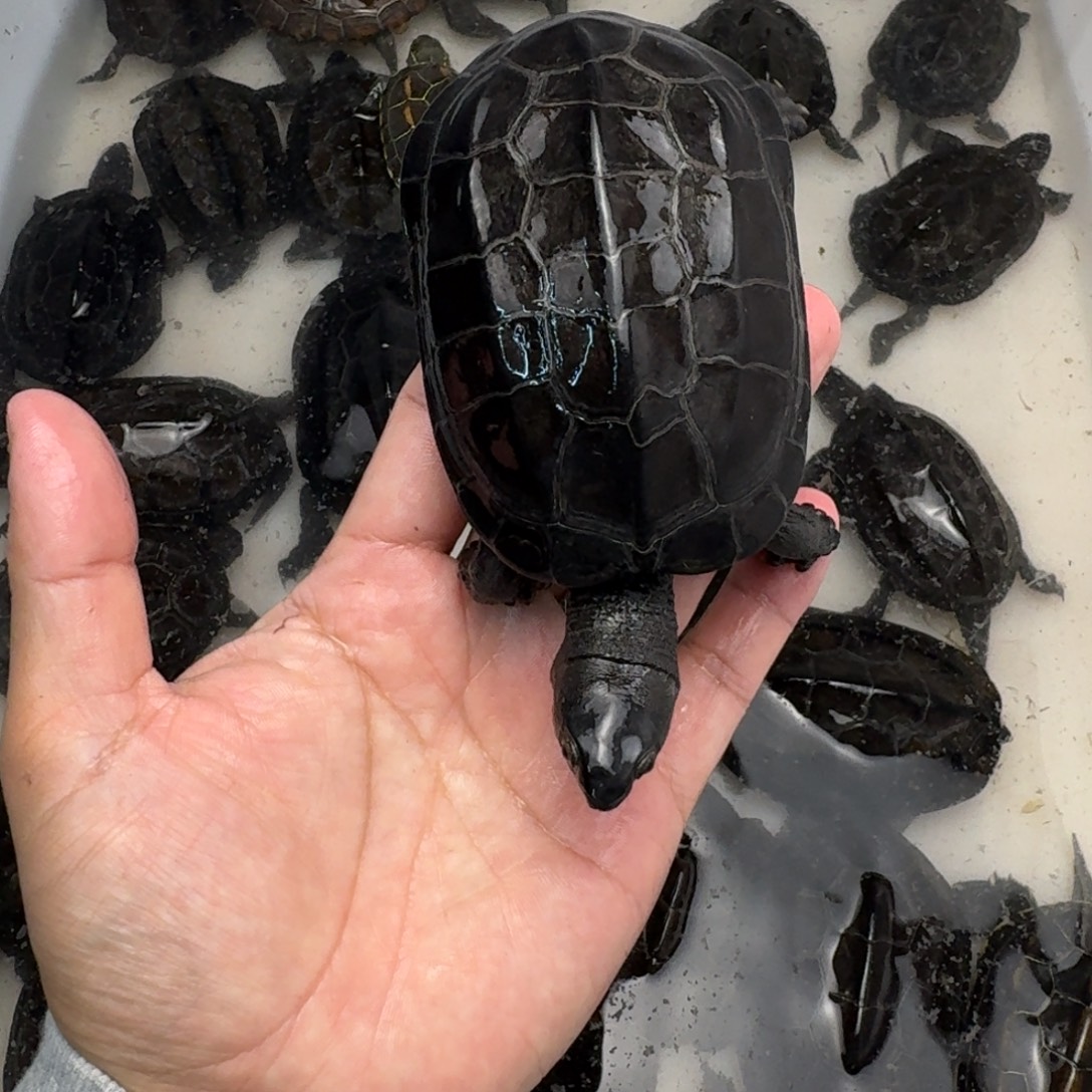 绿毛龟公苏北碳墨