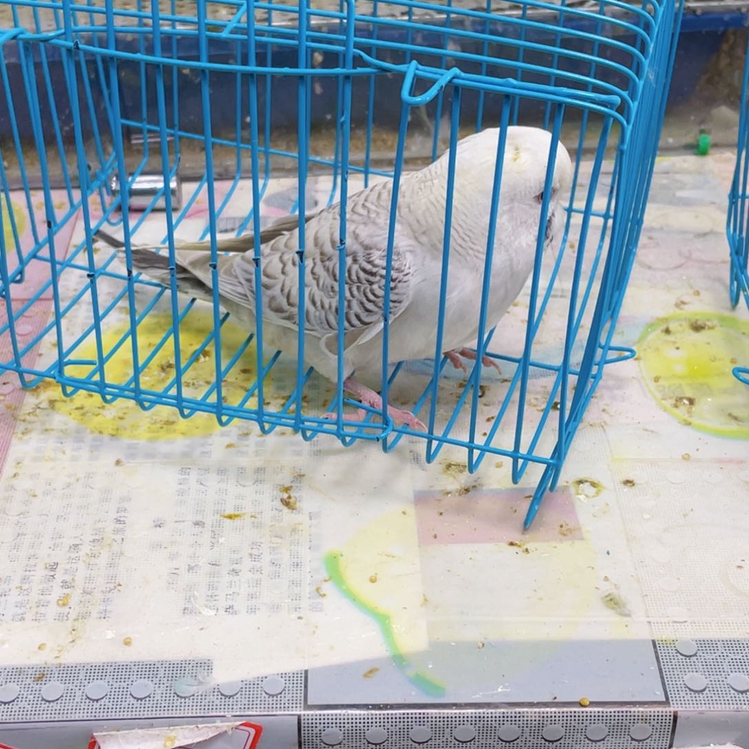 虎皮鹦鹉l****丶