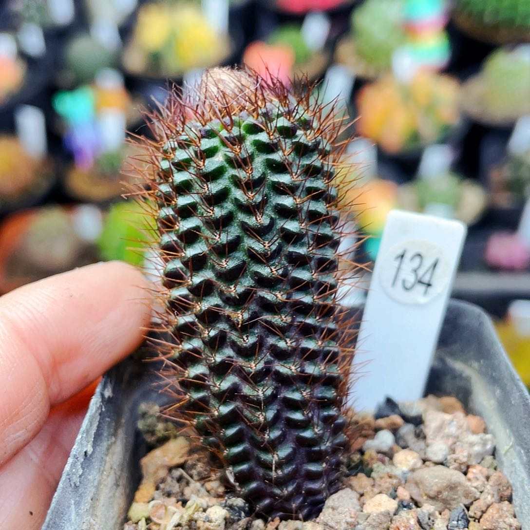 蜈蚣丸非偏远地区满25包邮仙人球