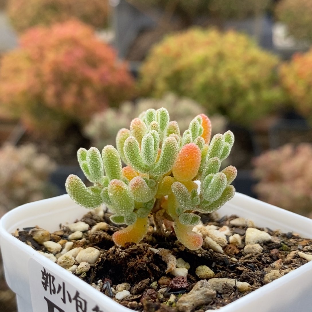 优选粉冰晶8807枝干番杏