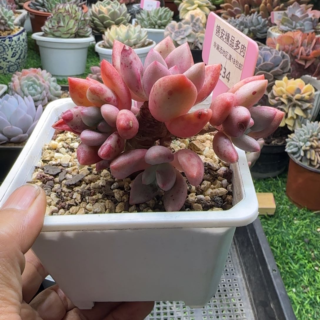 锦安精品多肉植物234
