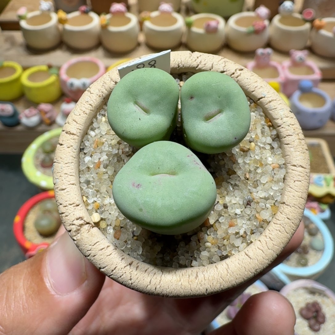 蘑菇1434红嘴多肉植物