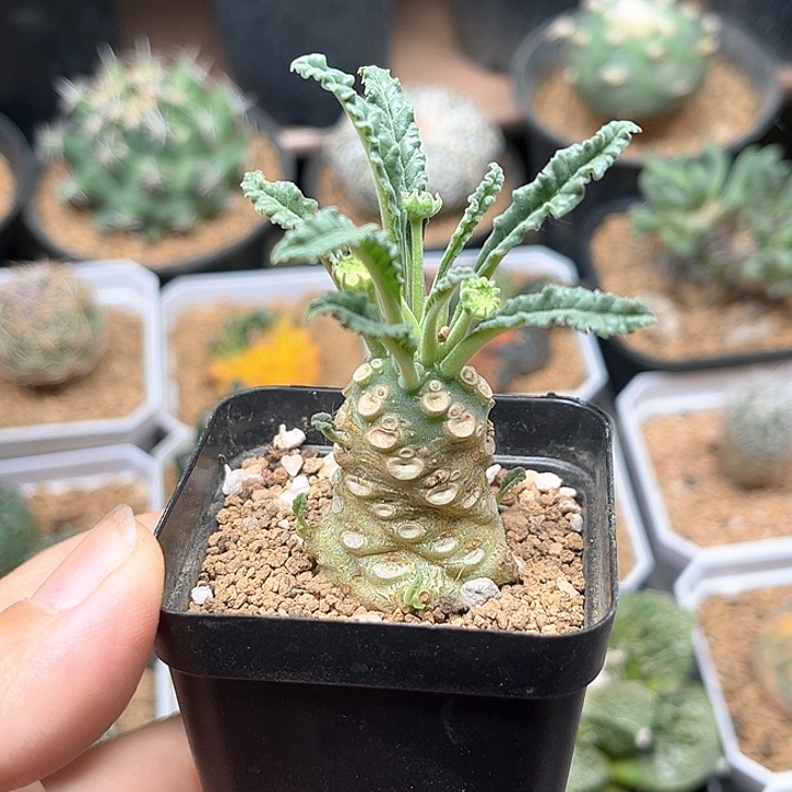 椰子硫桑一颗一颗