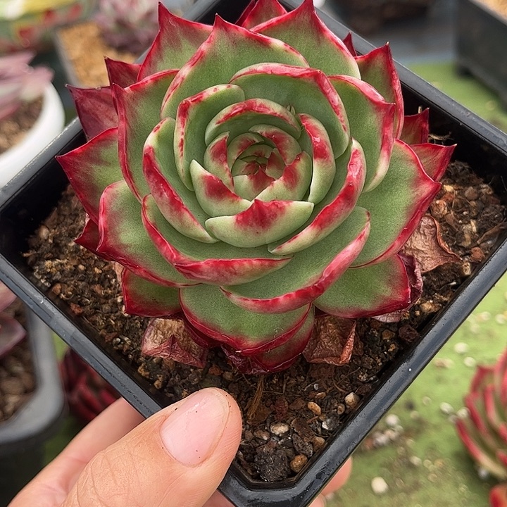 惊鸿仙子多肉植物4501