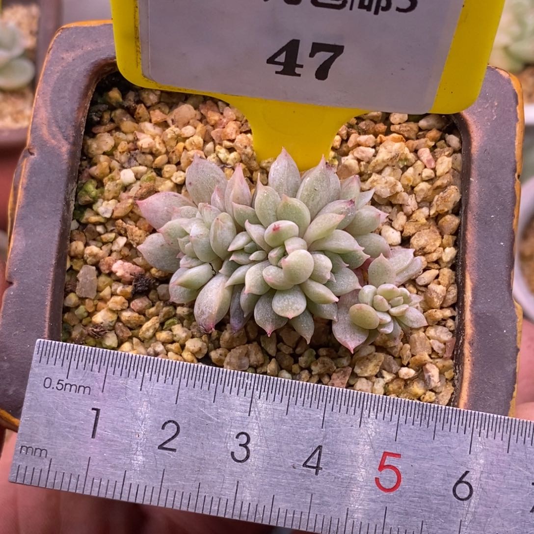 547白恋小树，朵朵6头