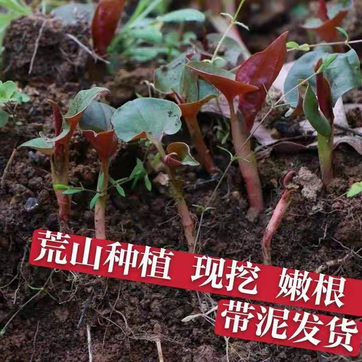 【精选】贵州特产高山现挖农家自种折耳根头茬新根嫩根新鲜鱼腥草