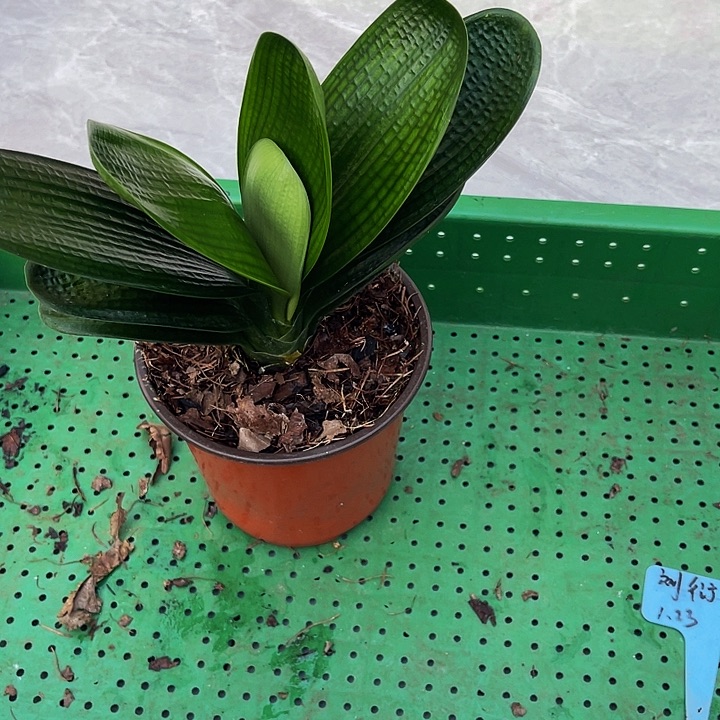 完全开放油麻短叶