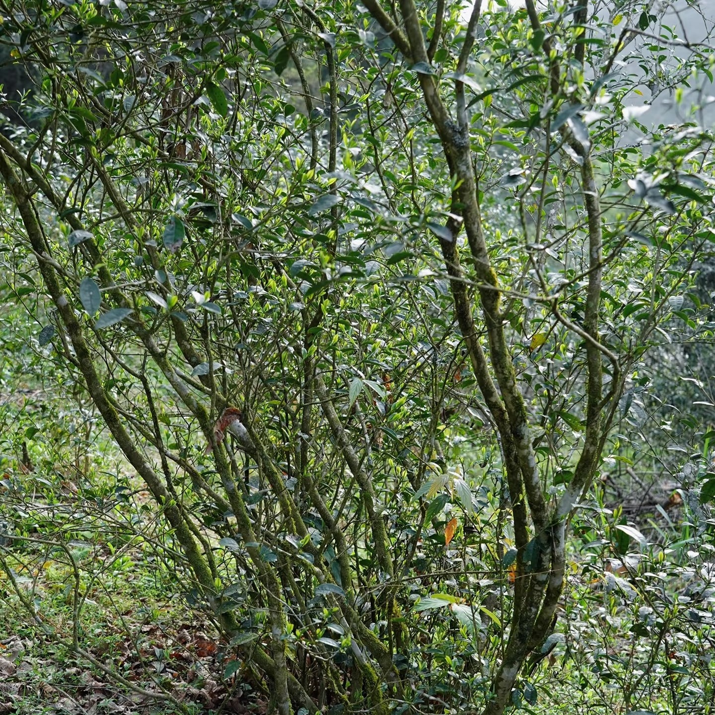 【古树牡丹】2019年福鼎高山古树茶，老枞木质香，滋味浓韵甘甜，